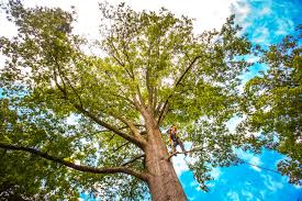 Best Stump Grinding and Removal  in Greensburg, KY