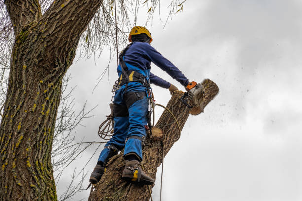 Best Tree Cabling and Bracing  in Greensburg, KY