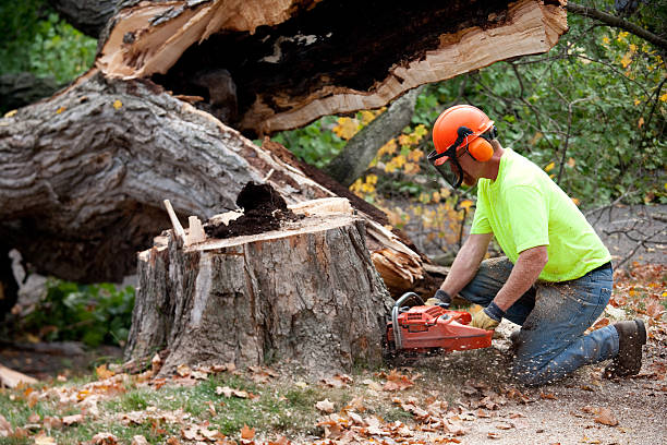 Best Tree Removal Service  in Greensburg, KY