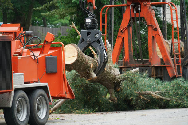 Best Leaf Removal  in Greensburg, KY