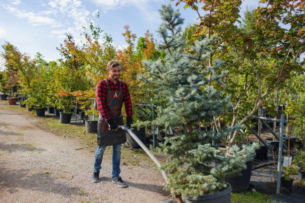 Why Choose Our Tree Removal Services in Greensburg, KY?